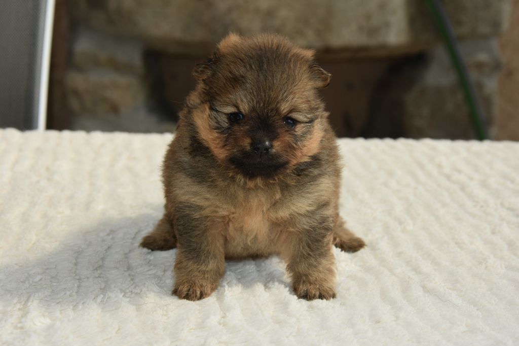 de lou pastre d'aqui - Chiots disponibles - Spitz allemand