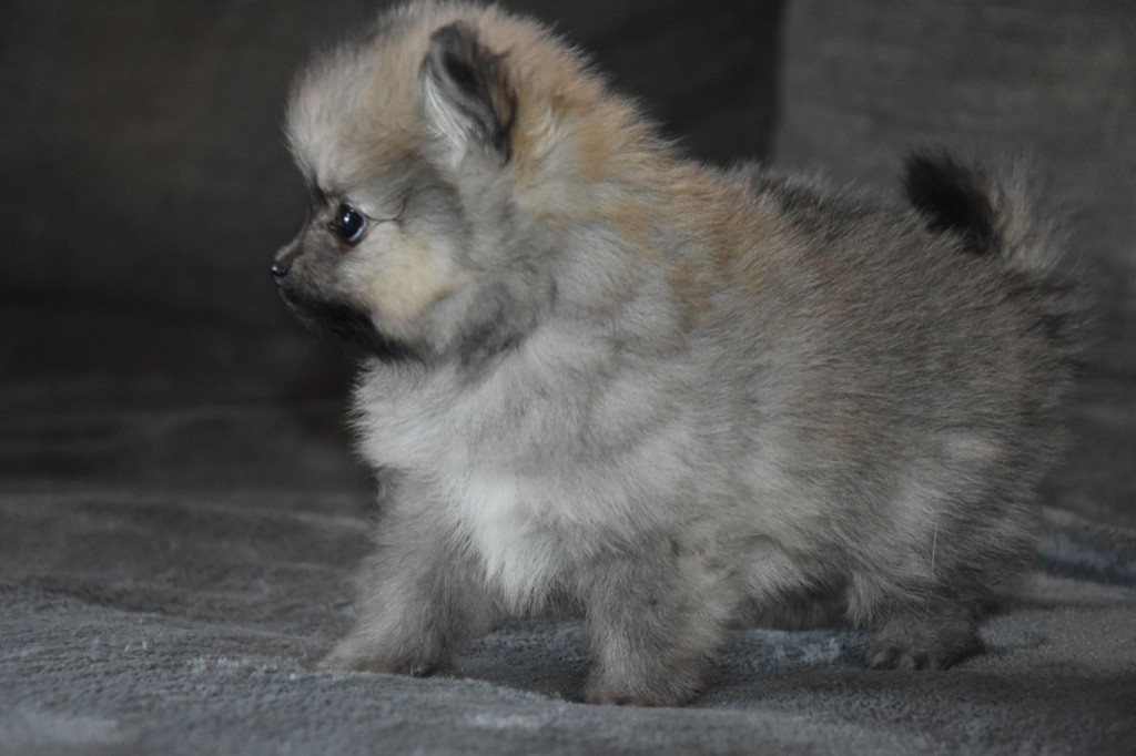 de lou pastre d'aqui - Chiots disponibles - Spitz allemand